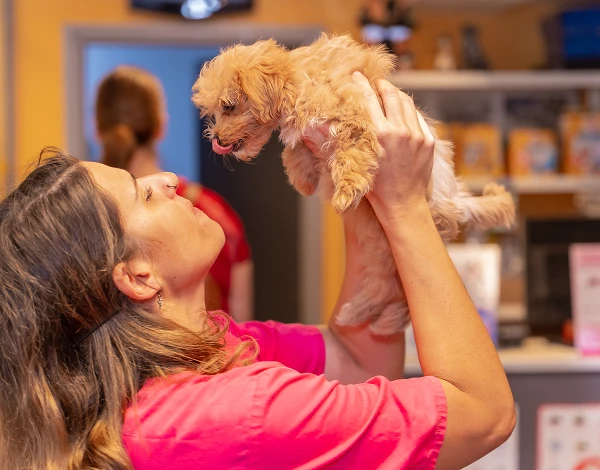 VetiCare - Veterinary Clinic & Pet Care Elementor WordPress Landing Page Template