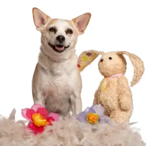 Toys For Crazy Dogs