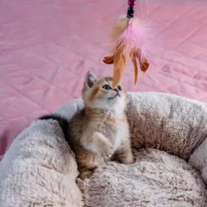 Toys for Energetic Cats