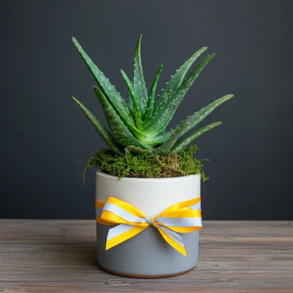 Lucky Bamboo Arrangement