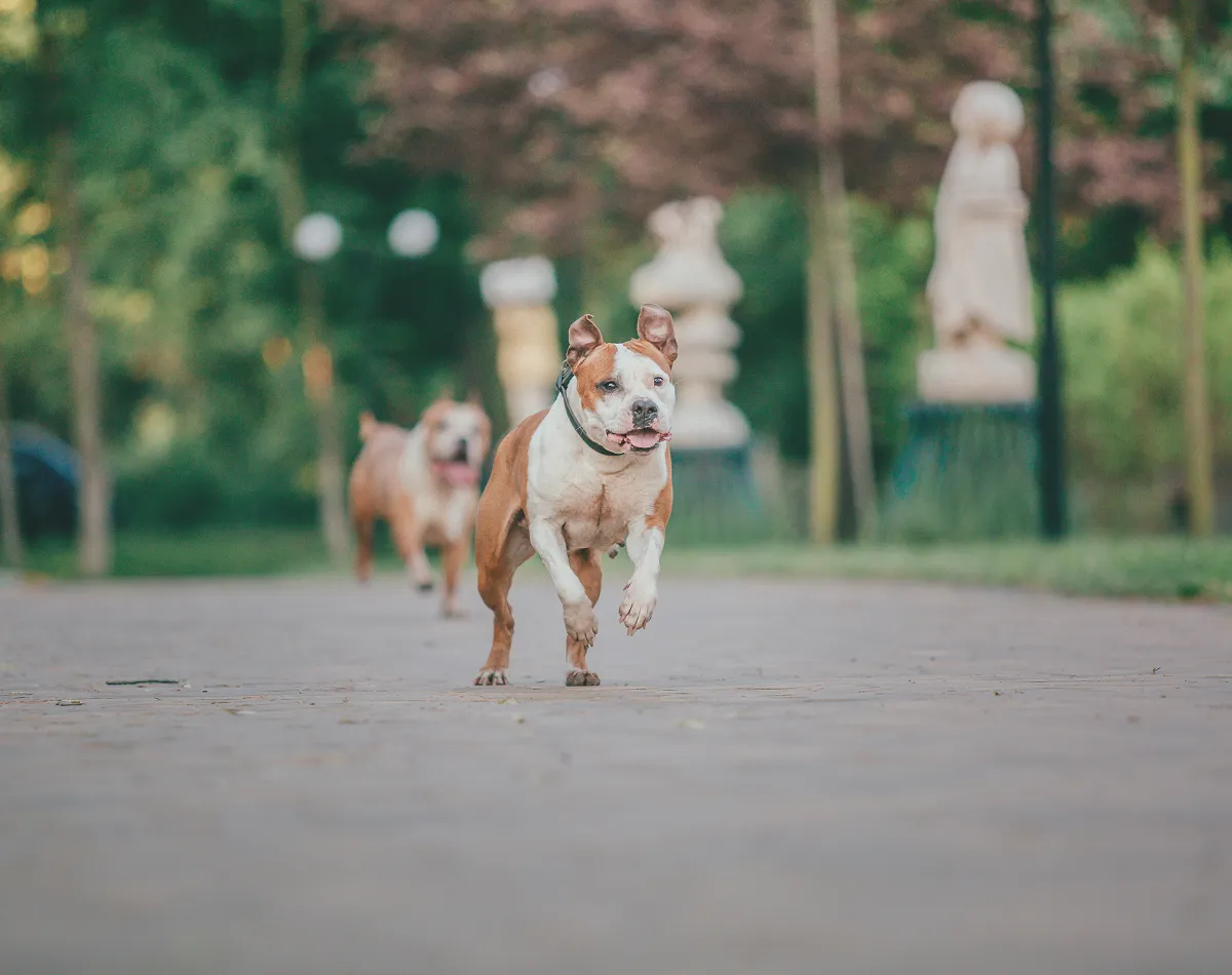 How Much Exercise Does Your Dog Need?