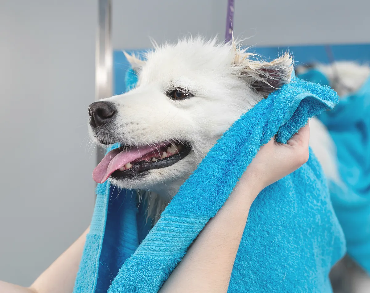 How to Keep Your Pet Comfortable During Grooming