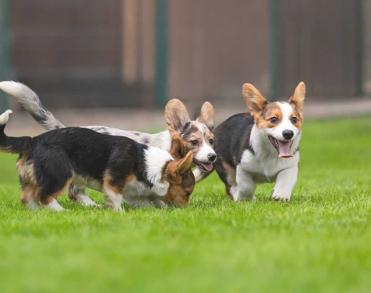 Preparing Your Pet for a Day at Daycare